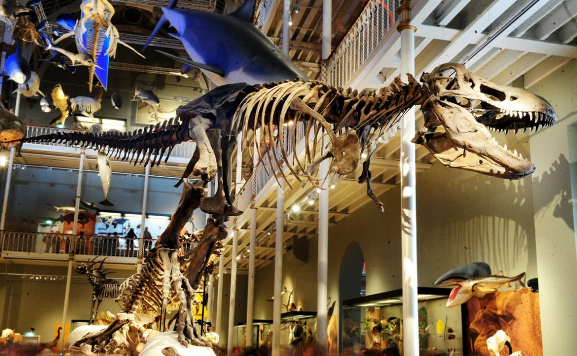 Dinosaur skeleton at the National Museum of Scotland